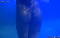 كريسي لين يحصل على الحمار مارس الجنس من قبل ديك كبيرة مثل عاهرة قذرة.