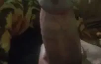 المثيرات قرنية تعطي رؤوسهن لبعضهن البعض أثناء جنون الجنس الجماعي، ويمتصن القضبان ويأكلن الحمار حتى يقذفن في كل مكان.