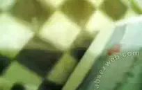 سخيف الساخنة سد كس لعق كل الآخرين cunts بألسنة مثل مجنون في حين فرك البظر معا المتشددين